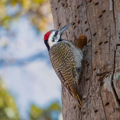 <i class='fa fa-user'></i> harrie69 |   Goudstaartspecht  <i class='fa fa-eye'> 225</i>  <i class='fa fa-thumbs-up'> 1</i>   <i class='fa fa-comment-o'> 1</i>