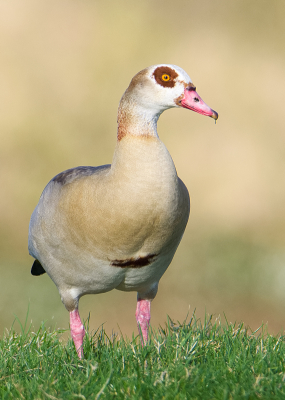 <i class='fa fa-user'></i> PascalK |   Nijlgans  <i class='fa fa-eye'> 112</i>  <i class='fa fa-thumbs-up'> 2</i>   <i class='fa fa-comment-o'> 21</i>