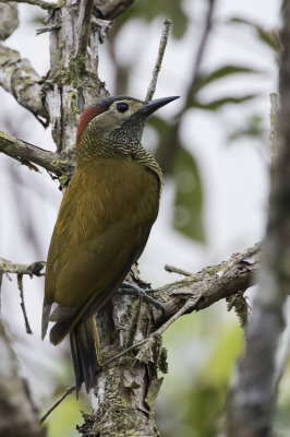 <i class='fa fa-user'></i> Paul van Giersbergen |   Olijfrugspecht  <i class='fa fa-eye'> 143</i>  <i class='fa fa-thumbs-up'> 2</i>   <i class='fa fa-comment-o'> 0</i>