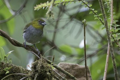 <i class='fa fa-user'></i> Paul van Giersbergen |   Geelborsttangare  <i class='fa fa-eye'> 124</i>   <i class='fa fa-comment-o'> 0</i>