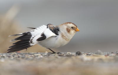 <i class='fa fa-user'></i> Richard Ubels |   Sneeuwgors  <i class='fa fa-eye'> 269</i>  <i class='fa fa-thumbs-up'> 15</i>   <i class='fa fa-comment-o'> 7</i>