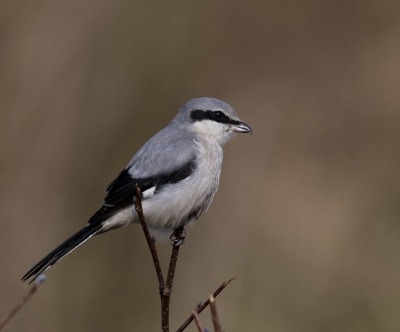 Klapekster in het veld 
das geluk hebben.
Schitterende soort.