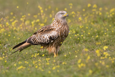 <i class='fa fa-user'></i> Luc Meert |   Rode Wouw  <i class='fa fa-eye'> 309</i>  <i class='fa fa-thumbs-up'> 21</i>   <i class='fa fa-comment-o'> 7</i>