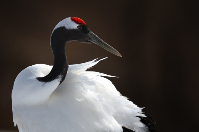 <i class='fa fa-user'></i> Ed Agter |   Chinese Kraanvogel  <i class='fa fa-eye'> 238</i>  <i class='fa fa-thumbs-up'> 8</i>   <i class='fa fa-comment-o'> 5</i>