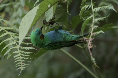 <i class='fa fa-user'></i> Paul van Giersbergen |   Oranjeoortangare  <i class='fa fa-eye'> 122</i>  <i class='fa fa-thumbs-up'> 3</i>   <i class='fa fa-comment-o'> 4</i>