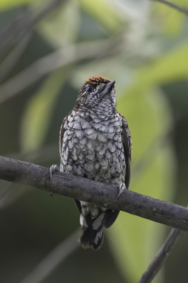 <i class='fa fa-user'></i> Paul van Giersbergen |   Geschubde Dwergspecht  <i class='fa fa-eye'> 145</i>  <i class='fa fa-thumbs-up'> 1</i>   <i class='fa fa-comment-o'> 1</i>