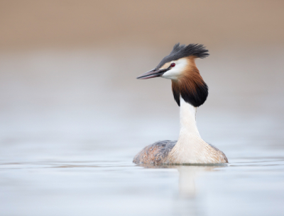 <i class='fa fa-user'></i> keesvanderklauw |   Fuut  <i class='fa fa-eye'> 291</i>  <i class='fa fa-thumbs-up'> 22</i>   <i class='fa fa-comment-o'> 11</i>