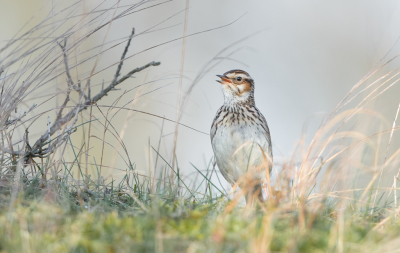 <i class='fa fa-user'></i> Hans Overduin |   Boomleeuwerik  <i class='fa fa-eye'> 358</i>  <i class='fa fa-thumbs-up'> 27</i>   <i class='fa fa-comment-o'> 13</i>