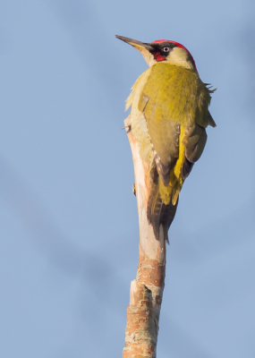 <i class='fa fa-user'></i> Ria Lambregts |   Groene Specht  <i class='fa fa-eye'> 111</i>  <i class='fa fa-thumbs-up'> 1</i>   <i class='fa fa-comment-o'> 22</i>