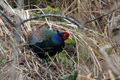 Een dagje geen uitgestippelde route maar zomaar op verschillende plekken zoeken naar vogels. Bij een bruggetje zag ik plotseling deze fazant in het gras. Gelukig kon ik wat opnamen maken voor hij weer verdween. Volgens mij nog niet eerder geplaatst