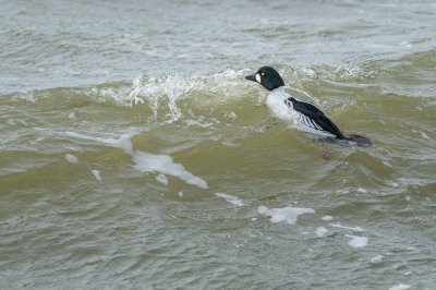 Al een paar jaar wil ik de Brilduiker fotograferen. Door de telescoop zie ik ze af en toe op het IJsselmeer. Meestal ver weg en als ze dichterbij zitten gaan ze er direct vandoor, zodra ze me zien. Ze zijn nog schuwer als de zaagbekken. Nu is het me toch gelukt en ik ben er super blij mee.