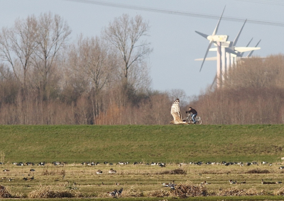 Ben niet helemaal zeker welke kiekendief het is :(
Wil deze foto laten zien omdat het zon heerlijk Hollands plaatje is dat geploeter tegen de wind.
Slechte kwaliteit dus snap dat hij niet naar het VA gaat.