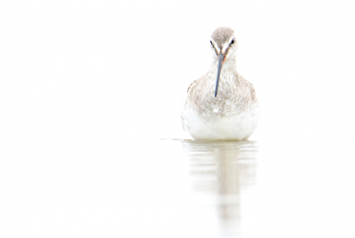 Afgelopen herfst was ik met de JNM (jongeren voor milieu en natuur) op Schiermonnikoog om zeldzame vogels te zien en vinden. Dit lukte aardig met onder andere amerikaanse zee-eend, izabeltapuit en een potentile stejnegers roodborsttapuit. Maar over het algemeen was het qua vogels redelijk stil op het eiland en de meeste dagen waren redelijk rustig. Op n van deze dagen was ik met een klein groepje rustig aan het vogelen. Toen we langs een slenkje fietsten in de Kobbeduinen zag ik enkele zwarte ruiters daar foerageren. Aangezien we toch niks beters te doen hadden ging ik maar kijken of ze zich wilden laten fotograferen. Dus ik ging langzaam door de modder dichterbij. Op ongeveer twintig meter afstand bleef ik zitten want ze kwamen langzaam mijn kant op gelopen. Ze leken zich niks van mij aan te trekken en liepen rustig tot op twee meter afstand voorbij. Hier volgde onder andere dit plaatje uit.