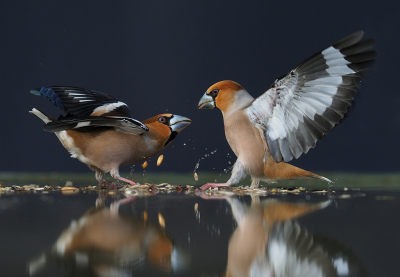 <i class='fa fa-user'></i> corvanspijk |   Appelvink  <i class='fa fa-eye'> 413</i>  <i class='fa fa-thumbs-up'> 30</i>   <i class='fa fa-comment-o'> 16</i>