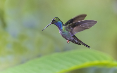 <i class='fa fa-user'></i> Lennart Verheuvel |   Witstaartbergnimf  <i class='fa fa-eye'> 156</i>  <i class='fa fa-thumbs-up'> 6</i>   <i class='fa fa-comment-o'> 2</i>