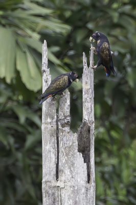 <i class='fa fa-user'></i> Paul van Giersbergen |   Bronsvleugelmargrietje  <i class='fa fa-eye'> 176</i>   <i class='fa fa-comment-o'> 1</i>