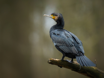 <i class='fa fa-user'></i> Vincent Vuik |   Aalscholver  <i class='fa fa-eye'> 315</i>  <i class='fa fa-thumbs-up'> 16</i>   <i class='fa fa-comment-o'> 20</i>