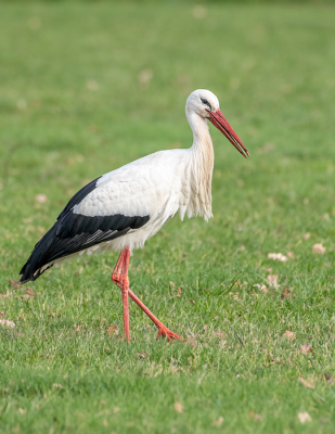 <i class='fa fa-user'></i> Harrie51 |   Ooievaar  <i class='fa fa-eye'> 111</i>   <i class='fa fa-comment-o'> 19</i>