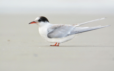 In dezelfde week als de zwarte ruiter stonden we ook een keer op het strand te kijken naar de amerikaanse zee-eend. Deze liet zich herkenbaar, maar wel van ver en steeds achter golven, zien. Toen ik goed alle kenmerken had gezien merkte een andere vogelaar opeens een groepje sterns verderop op het strand op. Aangezien de zee-eend zich waarschijnlijk toch niet beter zou laten zien gingen we met een klein groepje dichterbij om tot een nadere determinatie te komen. We kwamen er achter dat het noordse sterns waren! En ook nog eens ontzettend tamme noordse sterns! Ze lieten ons tot op vijf meter naderen toen we over het strand dichterbij tijgerden. Als vogelaar uit Overijssel waren deze tamme noordse sterns bijna net zo gaaf als de amerikaanse zee-eend, als het niet gaver was, aangezien deze ver op zee zat. Al met al dus toch een erg geslaagde week met zeldzame, maar ook goed te fotograferen soortjes.