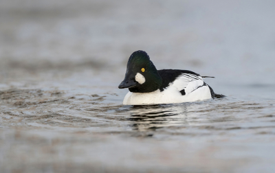 Net terug van een winterse vakantie naar zweden. De oostzee zit daar in de winter vol met eenden en zaagbekken. Deze brilduiker zat in de lokale haven, met wat sluip en ren werk terwijl deze onder was kon ik me op een plekje verschansen waar die niet van me schrok tijdens het foerageren. Helaas wat de zon net verdwenen achter de wolken maar toch tevreden met het resultaat.