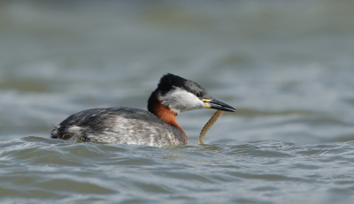 <i class='fa fa-user'></i> horneman69 |   Roodhalsfuut  <i class='fa fa-eye'> 388</i>  <i class='fa fa-thumbs-up'> 17</i>   <i class='fa fa-comment-o'> 6</i>