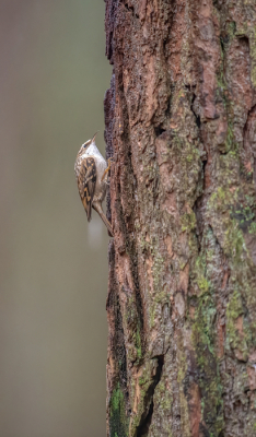 <i class='fa fa-user'></i> Freddy69 |   Boomkruiper  <i class='fa fa-eye'> 112</i>  <i class='fa fa-thumbs-up'> 3</i>   <i class='fa fa-comment-o'> 20</i>