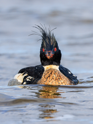 <i class='fa fa-user'></i> jwchess |   Middelste Zaagbek  <i class='fa fa-eye'> 215</i>  <i class='fa fa-thumbs-up'> 8</i>   <i class='fa fa-comment-o'> 21</i>