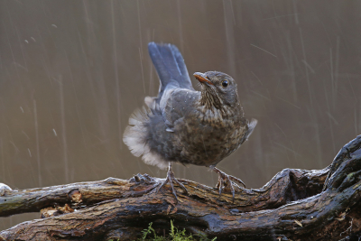 <i class='fa fa-user'></i> Gejo Wassink |   Merel  <i class='fa fa-eye'> 248</i>  <i class='fa fa-thumbs-up'> 6</i>   <i class='fa fa-comment-o'> 10</i>