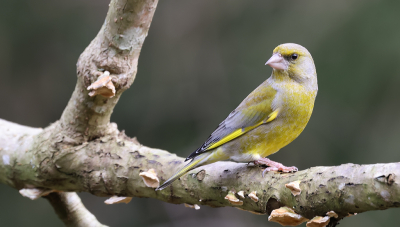 Kreeg een belletje van de buurman dat er een boommarter in een boom op onze afscheiding zat. Gauw statief en lens gepakt en in de geopende voordeur gezet. Geen boommarter meer gezien natuurlijk, maar als troost kwam deze Groenling op een meter of drie afstand zitten! Dan hier maar een plaatje van gemaakt.