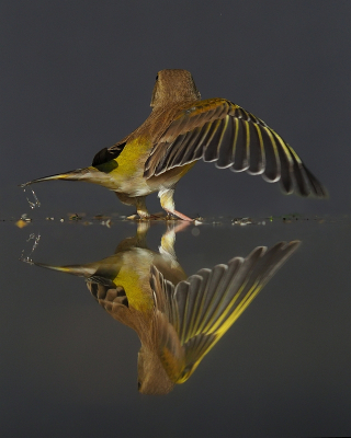 <i class='fa fa-user'></i> corvanspijk |   Groenling  <i class='fa fa-eye'> 151</i>  <i class='fa fa-thumbs-up'> 3</i>   <i class='fa fa-comment-o'> 25</i>