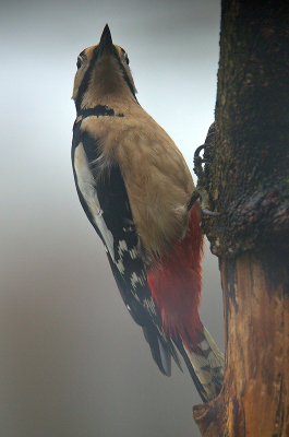 <i class='fa fa-user'></i> RTL |   Grote Bonte Specht  <i class='fa fa-eye'> 106</i>   <i class='fa fa-comment-o'> 19</i>