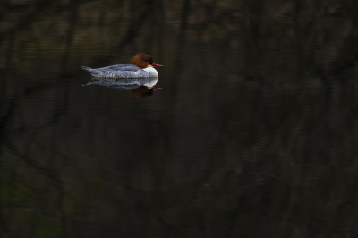 <i class='fa fa-user'></i> Hans Overduin |   Grote Zaagbek  <i class='fa fa-eye'> 355</i>  <i class='fa fa-thumbs-up'> 10</i>   <i class='fa fa-comment-o'> 12</i>