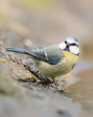 <i class='fa fa-user'></i> Wil Doorn-Meijne |   Pimpelmees  <i class='fa fa-eye'> 98</i>   <i class='fa fa-comment-o'> 19</i>