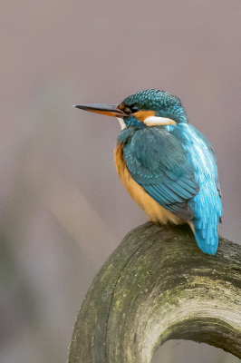 <i class='fa fa-user'></i> christina |   IJsvogel  <i class='fa fa-eye'> 118</i>   <i class='fa fa-comment-o'> 21</i>