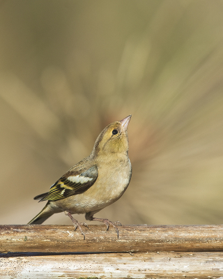 <i class='fa fa-user'></i> Ruud Scherpenisse |   Vink  <i class='fa fa-eye'> 178</i>  <i class='fa fa-thumbs-up'> 8</i>   <i class='fa fa-comment-o'> 23</i>