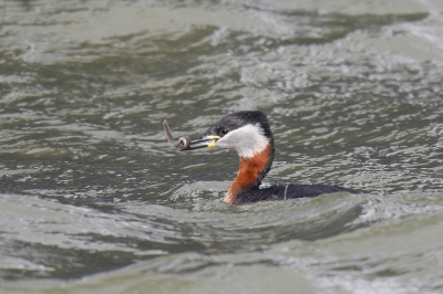 <i class='fa fa-user'></i> Gerard Visser |   Roodhalsfuut  <i class='fa fa-eye'> 281</i>  <i class='fa fa-thumbs-up'> 14</i>   <i class='fa fa-comment-o'> 14</i>