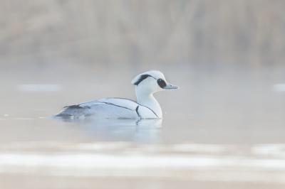 <i class='fa fa-user'></i> Katoo |   Nonnetje  <i class='fa fa-eye'> 402</i>  <i class='fa fa-thumbs-up'> 28</i>   <i class='fa fa-comment-o'> 18</i>