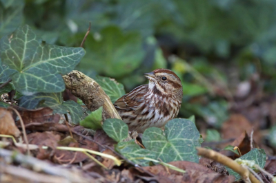 <i class='fa fa-user'></i> Anton de Koning |   Zanggors  <i class='fa fa-eye'> 322</i>  <i class='fa fa-thumbs-up'> 5</i>   <i class='fa fa-comment-o'> 9</i>