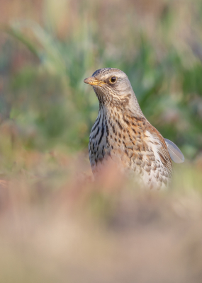 <i class='fa fa-user'></i> Katoo |   Kramsvogel  <i class='fa fa-eye'> 119</i>  <i class='fa fa-thumbs-up'> 4</i>   <i class='fa fa-comment-o'> 23</i>