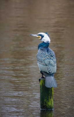 <i class='fa fa-user'></i> jacolienl |   Aalscholver  <i class='fa fa-eye'> 117</i>  <i class='fa fa-thumbs-up'> 5</i>   <i class='fa fa-comment-o'> 20</i>