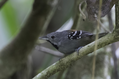 <i class='fa fa-user'></i> Paul van Giersbergen |   Zwartkeelmiersluiper  <i class='fa fa-eye'> 114</i>   <i class='fa fa-comment-o'> 1</i>