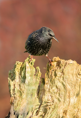 <i class='fa fa-user'></i> Truus Aletta Maan |   Spreeuw  <i class='fa fa-eye'> 106</i>  <i class='fa fa-thumbs-up'> 1</i>   <i class='fa fa-comment-o'> 18</i>