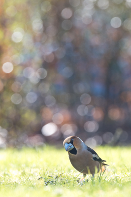 <i class='fa fa-user'></i> Gert-Jan Cromwijk |   Appelvink  <i class='fa fa-eye'> 132</i>  <i class='fa fa-thumbs-up'> 4</i>   <i class='fa fa-comment-o'> 18</i>