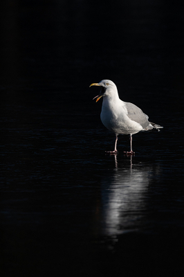 <i class='fa fa-user'></i> Alex Roetemeijer |   Zilvermeeuw  <i class='fa fa-eye'> 117</i>  <i class='fa fa-thumbs-up'> 3</i>   <i class='fa fa-comment-o'> 17</i>