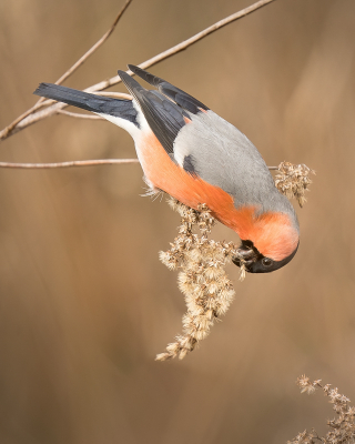 <i class='fa fa-user'></i> Vincent Vuik |   Goudvink  <i class='fa fa-eye'> 134</i>  <i class='fa fa-thumbs-up'> 6</i>   <i class='fa fa-comment-o'> 20</i>