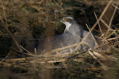 <i class='fa fa-user'></i> Vincent Vuik |   Havik  <i class='fa fa-eye'> 410</i>  <i class='fa fa-thumbs-up'> 13</i>   <i class='fa fa-comment-o'> 20</i>