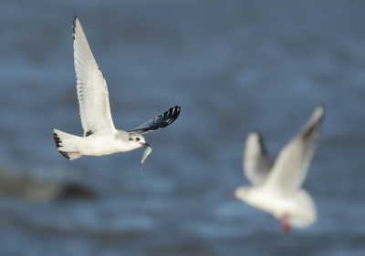 <i class='fa fa-user'></i> Richard Ubels |   Dwergmeeuw  <i class='fa fa-eye'> 263</i>   <i class='fa fa-comment-o'> 7</i>