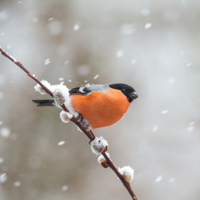 <i class='fa fa-user'></i> Annie Keizer |   Goudvink  <i class='fa fa-eye'> 312</i>  <i class='fa fa-thumbs-up'> 24</i>   <i class='fa fa-comment-o'> 19</i>