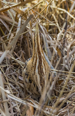 <i class='fa fa-user'></i> PeterBoers |   Roerdomp  <i class='fa fa-eye'> 123</i>  <i class='fa fa-thumbs-up'> 3</i>   <i class='fa fa-comment-o'> 20</i>