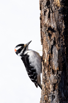 <i class='fa fa-user'></i> jan Luit |   Haarspecht  <i class='fa fa-eye'> 113</i>  <i class='fa fa-thumbs-up'> 1</i>   <i class='fa fa-comment-o'> 19</i>
